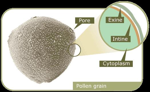 se sastoji od sporopolenina i biopolimera otpornih na fizička oštećenja i unutrašnjom opnom (intina), koja je analogna celuloznom ćelijskom zidu biljne ćelije (slika 4).