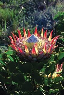 Aloe, Lampranthus and Euphorbia; the Erica Garden and the Pelargonium Koppie. Two streams cut through Kirstenbosch, both laced with besembos, red alder and hard fern.
