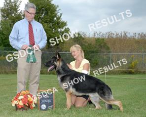 9 -- 12 Puppy Dogs GSDCA Regional Specialty, Sept. 7 th 2013; Judge: Robert Drescher DOGS 6 BP Ferlin's American Freedom of Kiedrow. DN34891404.10/04/2012.