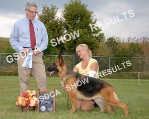 Breeder: Sharon Todoroff & Liz Oster. By: Sel CH Marquis Gladiator X CH Todorhaus-Chablis Evilways. Owner: Liz & Maria Oster and D.