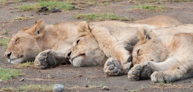 Lion cubs Perhaps the greatest wildlife spectacle in the world, the Serengeti belongs to the animals and no one else!