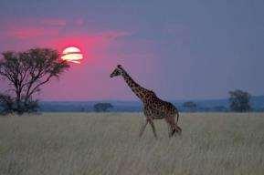 In Tanzania your accommodations include permanent tented camps and the thrill of mobile camping on the Serengeti.