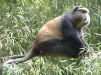 According to the African Wildlife Foundation: the golden monkey (Cercopithecus mitis kandti) weighs 10-25 pounds and has a golden body, cheeks, and tail with contrasting black limbs, crown, and