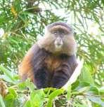 Sharing the lofty montane forests of the Virungas with its great ape relatives, this primate faces some of the same threats as gorillas, including snares set for small antelopes, human encroachment,