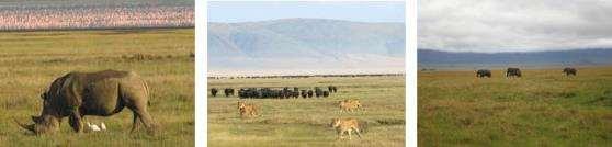 This lodge has been modeled after its sister camp, the very Ngorongoro Farm House, only 15 minutes away.