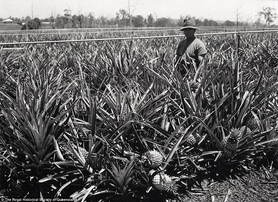 Pineapple Plantation showing irrigation layout, Moggill, 1949: In the 1940-50s pineapple growing was well established in the Moggill area.