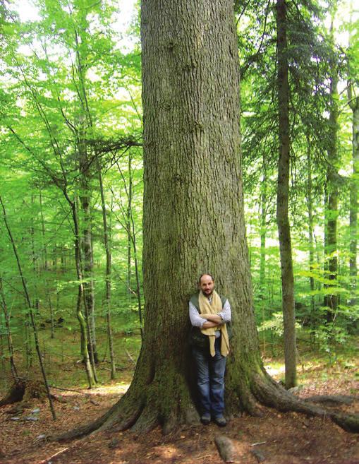 Takvih stabala je bilo i u Bosanskohercegovačkim šumama. Vremenom su nestajale, a danas ih je tako malo da ih moramo štititi, da bi opstale za generacije koje dolaze.