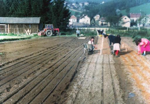 Prve sadnice iz rasadnika su otpremljene u jesen 1965. godine, manja količina, jer je sjeme smrče, crnog i bijelog bora nabavljeno u Semesadike, Mengeš, Slovenija.