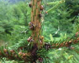 Damages on spruce and beech trees caused by Sacchiphantes viridis, Physokermes piceae, Mikiola fagi and Rhynchaenus fagi (Mujezinović i Zahirović, 2016) MATERIJAL I METODE MATERIAL AND METHODS U
