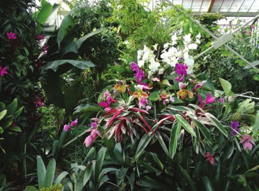 S obzirom na navedeno, Kew garden je logično i svjetski lider u studiranju orhideja što pomaže njihovom očuvanju, održivom korištenju i sakupljanju ovih vrsta u prirodnim staništima. Slika 6.