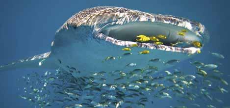 fish in the ocean up to 18m long! Snorkel with these gentle giants of the ocean, and cruise the waters of Ningaloo Reef searching for dolphins, turtles, rays and dugongs.