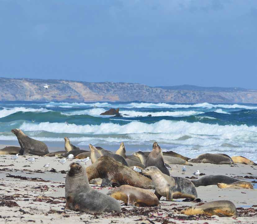 KANGAROO ISLAND If you re a nature lover, then Kangaroo Island is an absolute must! This island has it all; kangaroos, koalas, seals, penguins and echidnas are found in abundance.
