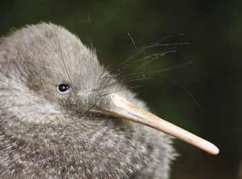 kiwi. GENERAL ADMISSION FROM 12 PER ADULT ZEALANDIA BY NIGHT FROM 47 PER ADULT Zest Walking Tour: Capital Tastes Explore the tastes of the