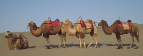 photo by Lucy Janes Camels in Dunhuang.