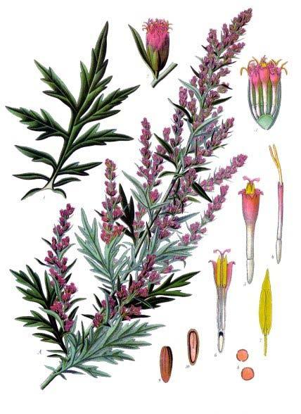 (podbel). U eksperimentu Rofkar et al. (2007) je pokazano da je suva masa biljke Artemisia vulgaris L.