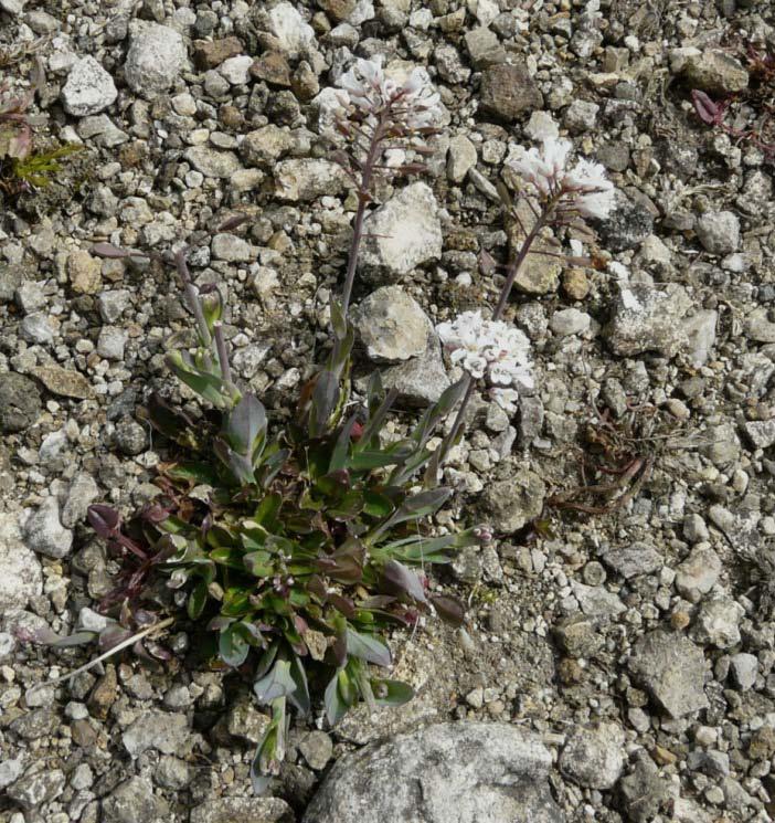 Slika 27. Hiperakumulatori Thlaspi caerulescens J. & C. Presl i Thlaspi rotundifolium (L.) Gaudin Pored ove vrste u rodu Thlaspi sp.
