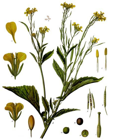 Slika 28. Biljke Brassica juncea (L.) Czern. - indijska slačica i Brassica napus L. - uljana repica Slika 29.