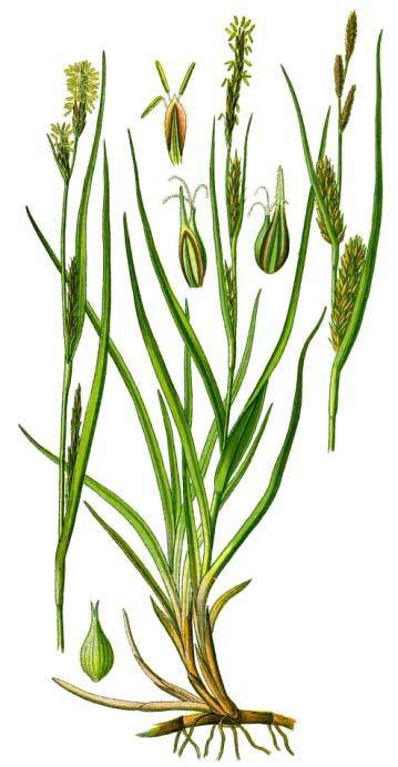 Slika 35. Biljke pogodne za fitoremedijaciju voda Carex hirta L.