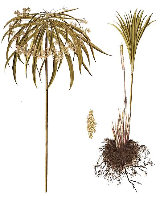 zasađena biljka Cyperus alternifolius L.