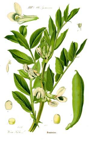 Tribus Tribus Tribus Robinia sp. Robinia pseudoacacia L. - bagrem Hedysareae Caragana sp. Caragana arborescens Lam. - karagana Amorpheae Amorpha sp. Amorpha fruticosa L.