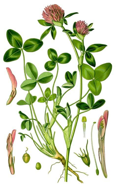 Vrste iz roda Trifolium sp., zatim Medicago sativa L. - lucerka i Melilotus officinalis (L.) Pall.