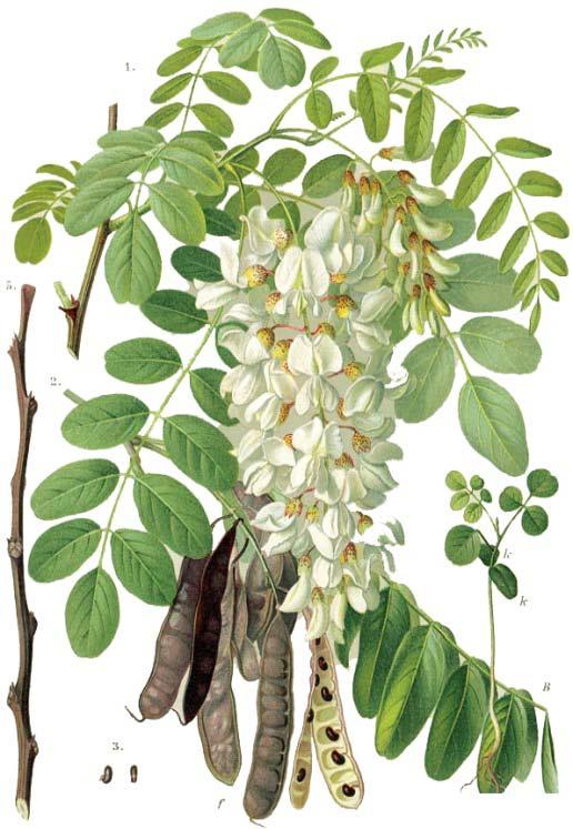 Slika 39. Invazivne vrste familije Fabaceae koje dobro uklanjaju teške metale (Robinia pseudoacacia L. - bagrem, Caragana arborescens Lam. - karagana i Amorpha fruticosa L.