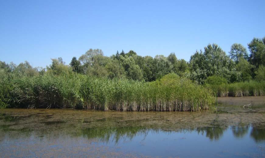 Slika 41. Velika grupa trske na jezeru u blizini Baroševca Miscanthus giganteus Keng. je biljka, koja je vezana za toplije klimatske krajeve.