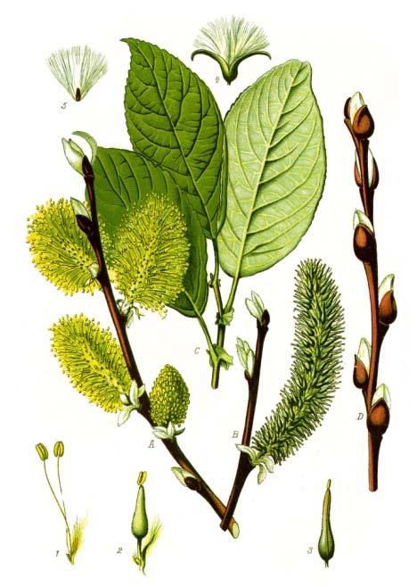 Superordo Ordo Familia Tribus Rosanae Malpighiales Salicaceae Mirb. Saliceae Salix sp. Salix viminalis L. - košarasta vrba Salix caprea L.
