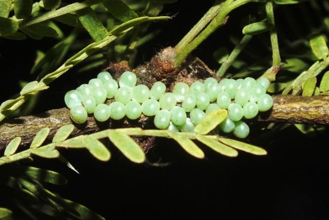 Duration of the fifth instar until the beginning of weaving of the cocoon: 7-11 days.