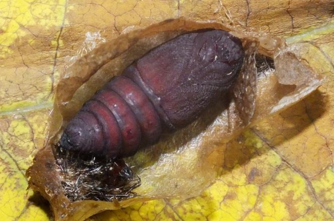 aspera; 13) cocoon; 14) cocoon opened with female pupa;