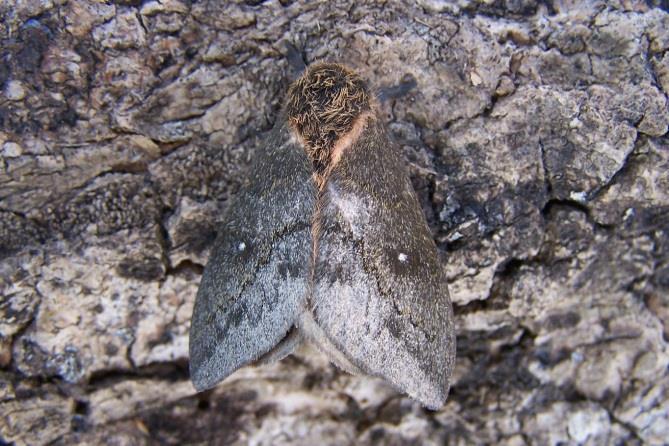 first moth lasted 85 days.
