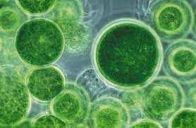 Kod mikroorganizama posebna pažnja se obraća na: 1. Alge 2. Protozoe (Cryptosporidium i Giardia) 3.