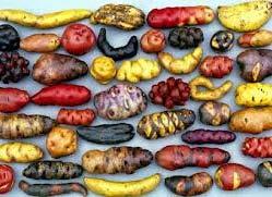 Potatoes originated in Peru and there are over 4000