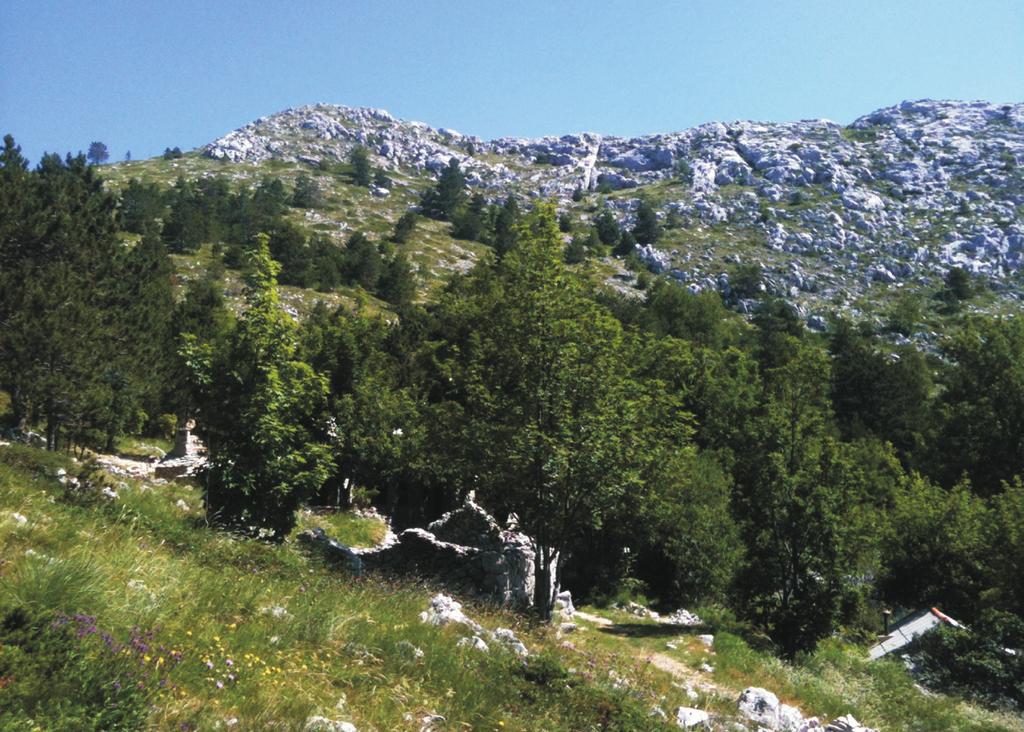 Aedeagus of analysed specimen (Mt Biokovo, locality L11 1485 meters a.s.l., 12.09.2007.