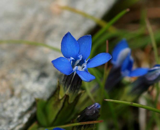 rare sedges Sought-after gems such as Snow Gentian, Net-leaved Willow & Drooping Saxifrage Rock Speedwell & Alpine Forget-me-not in flower, Yellow Mountain