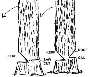 15. Make sure that all spectators are at least two axe lengths away and behind and to one side of the area where you will be working, i.e., well behind the anticipated line of the fall of the tree and that you have a clear escape route.