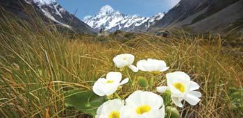 Flowering in late spring to early summer the Mount Cook Lily creates a spectacular carpet across the upper