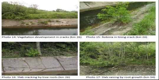 Izveštaj ESIAF i ESMF Invazivna vegetacija (posađena ili prirodno rasprostranjena, npr.
