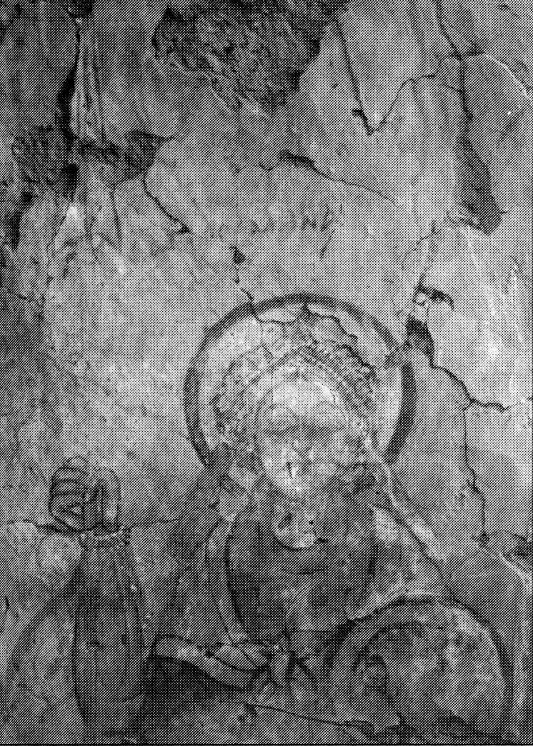 On the east wall, there is a magnificent figure (nearly 4 m high) of the Archangel Michael backed by the Holy Trinity [Fig.