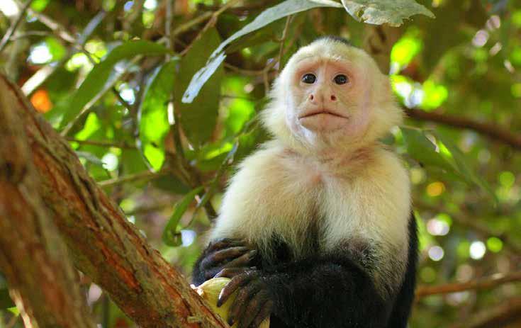 Renowned for its vast diversity of tropical plants and wildlife, from three-toed sloths and endangered white-faced capuchin monkeys to hundreds of bird species, Manuel Antonio also includes twelve