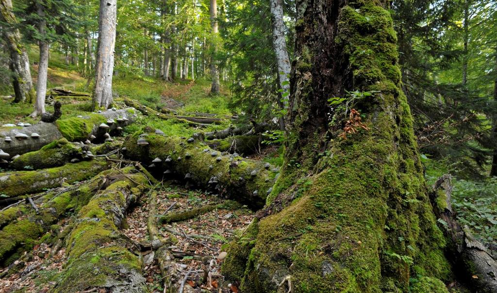 Wilderness Definitions used in Austria IUCN