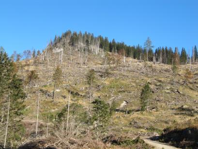 These outbreaks have affected the two national parks Kalkalpen and Gesäuse, as well as the Wilderness area Dürrenstein The first