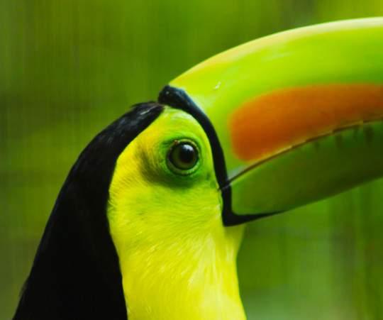 Our natural surroundings showcase over 30 species of colourful creatures including the Blue Tanager, Blue Crowned Mot-Mot, Aracari Toucan, Warblers, Woodpeckers, and even rare sightings of our
