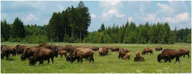BISON FARM HIKE September 9-10 explore two