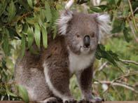 Apollo Bay > Spot koalas in the wild near Kennett River > Cape Otway and Port Campbell National Parks > Walk amongst Ancient rainforests and giant eucalyptus trees (full day only) > Explore Loch Ard
