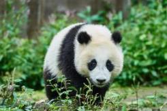 Day 10: Chengdu Meals included: Breakfast, Lunch, Dinner Visit one of the finest panda conservation centres, located in the forested Sichuanese countryside north of Chengdu.