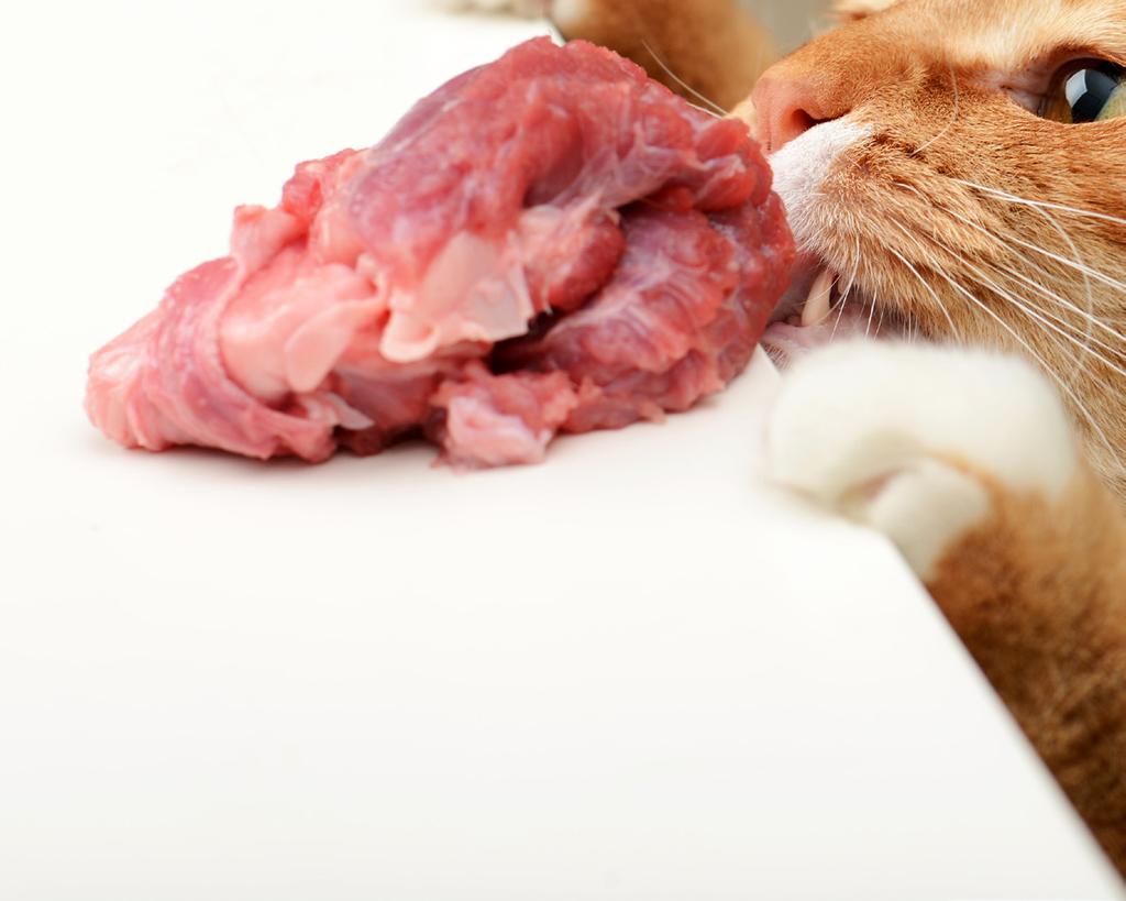 KAJ MORATE VEDETI O PREHRANI MAČK Mačke so mesojede živali. To pomeni, da za svoje preživetje nujno potrebujejo meso oz. beljakovine živalskega izvora.