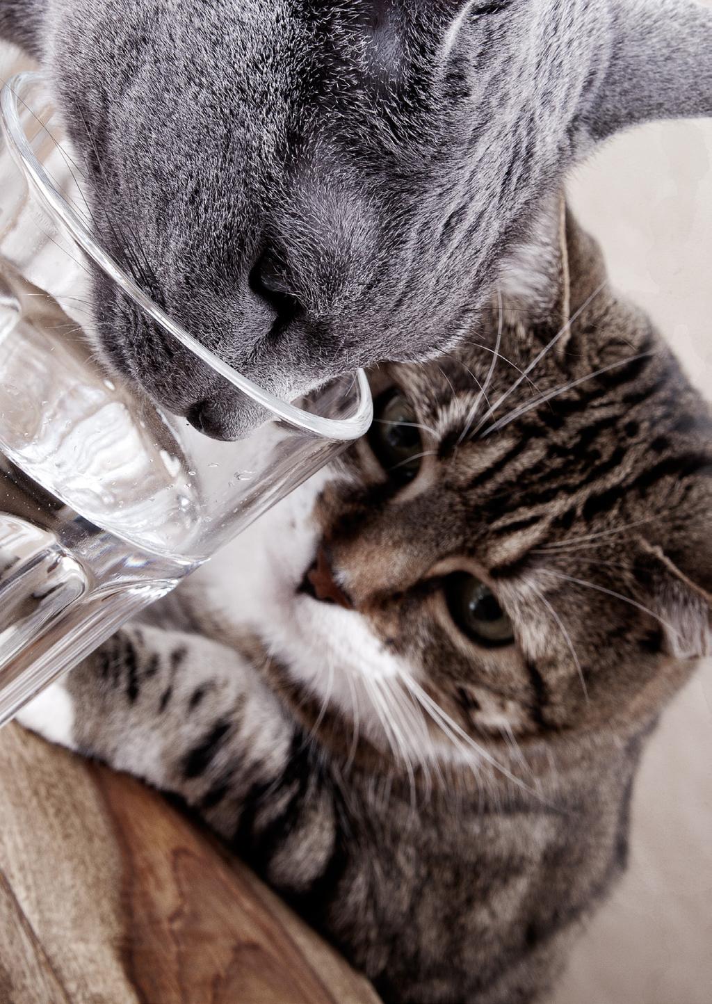 Voda Voda je ključnega pomena za zdravje vaše mačke.
