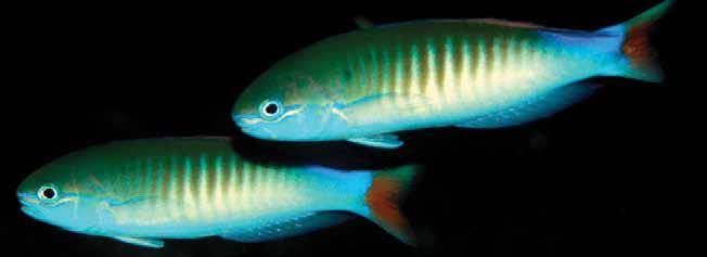 Endemic tilefish (Hoplolatilus erdmanni) Table 1: New Reef Fish Species described from CI s Bird s Head MarineRAP and related surveys Raja Ampat Teluk Cenderawasih Fak Fak Kaimana Coastline Apogon