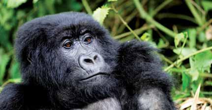 your family and friends Kenya & Uganda Chimps & gorillas Physical rating: Moderate fitness Culture shock: Moderate Crew: 3 crew members including an African camp master Minimum age: Not suitable for